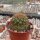 Sulcorebutia frankiana VZ 308