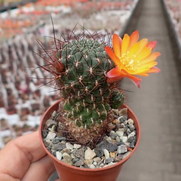 Sulcorebutia polymorpha VZ 013