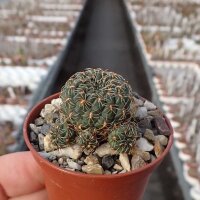 Sulcorebutia pulchra VZ 159