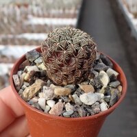 Sulcorebutia mojocoyensis VZ 230a