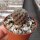 Sulcorebutia mojocoyensis VZ 230a