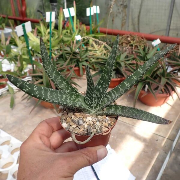 Gasteria trigona