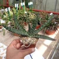 Gasteria trigona