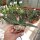 Gasteria trigona