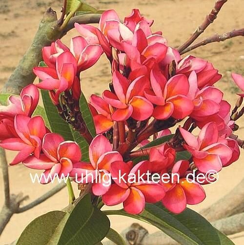 Plumeria-Hybr. Royal Red Frangipani