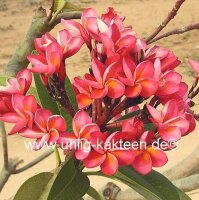 Plumeria-Hybr. Royal Red Frangipani