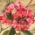 Plumeria-Hybr. Royal Red Frangipani
