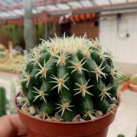 Echinocactus grusonii cv. Brevispinus