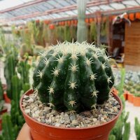 Echinocactus grusonii cv. Brevispinus