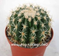 Echinocactus grusonii cv. Brevispinus
