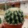 Echinocactus grusonii cv. Brevispinus