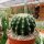 Echinocactus grusonii cv. Brevispinus