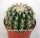 Echinocactus grusonii cv. Brevispinus