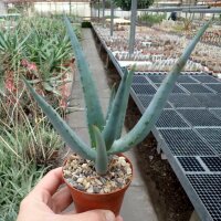 Aloe casteana