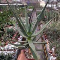Aloe casteana