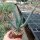 Aloe casteana
