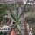 Aloe casteana