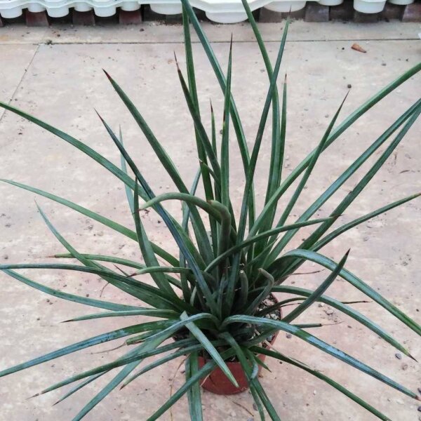 Agave striata ssp. stricta