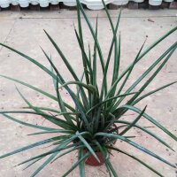 Agave striata ssp. stricta