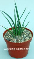 Agave striata ssp. stricta
