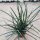 Agave striata ssp. stricta