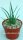 Agave striata ssp. stricta