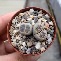 Lithops karasmontana ssp. bella C 285