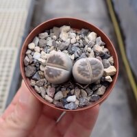 Lithops karasmontana ssp. bella C 285