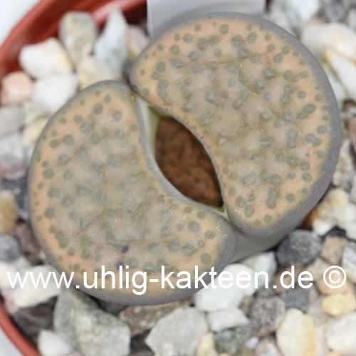 Lithops fulviceps v. fulviceps C 391