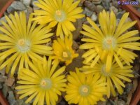 Lithops terricolor C 346