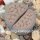 Lithops schwantesii  ssp. schwantesii v. schwantesii C 190