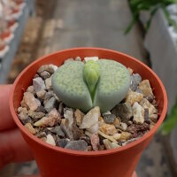 Lithops fulviceps v. fulviceps cv. Aurea C 363