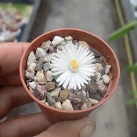Lithops fulviceps v. fulviceps cv. Aurea C 363