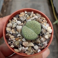 Lithops fulviceps v. fulviceps cv. Aurea C 363