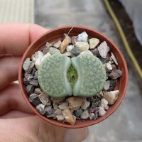 Lithops fulviceps v. fulviceps cv. Aurea C 363