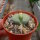 Lithops fulviceps v. fulviceps cv. Aurea C 363