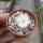Lithops fulviceps v. fulviceps cv. Aurea C 363