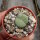 Lithops fulviceps v. fulviceps cv. Aurea C 363