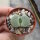 Lithops fulviceps v. fulviceps cv. Aurea C 363