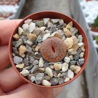 Lithops aucampiae ssp. aucampiae v. koelemanii C 256