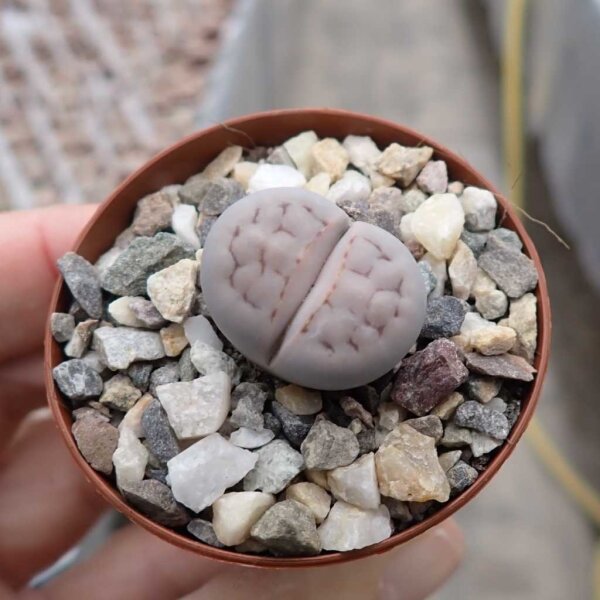 Lithops karasmontana ssp. karasmontana v. mickbergensis C 168
