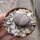 Lithops karasmontana ssp. karasmontana v. mickbergensis C 168