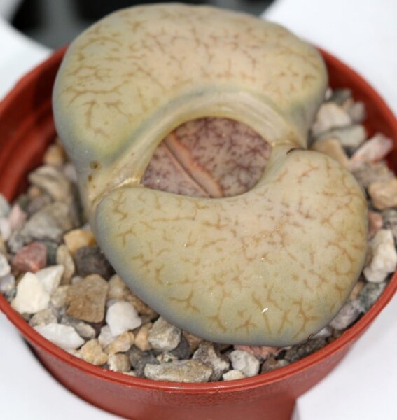 Lithops pseudotruncatella  v. pseudotruncatella alpina C 068