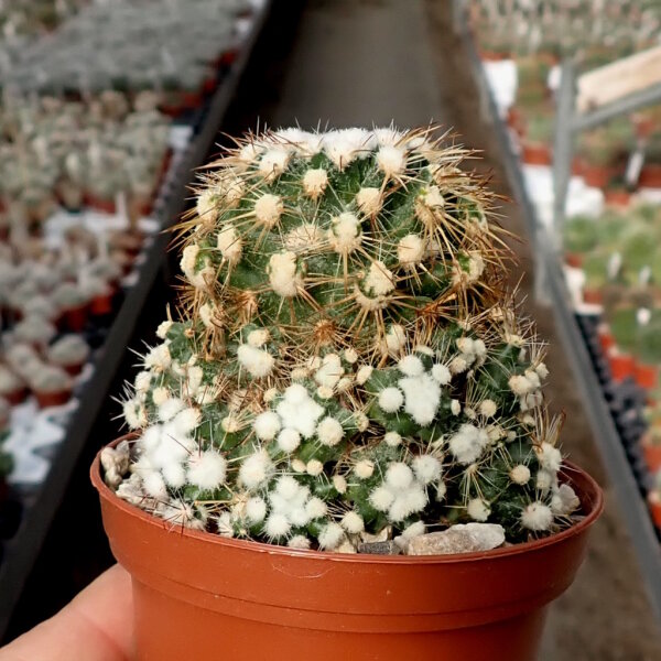 Mammillaria gracilis cv. monstruosa