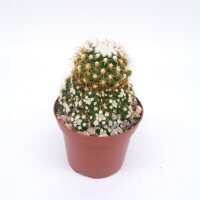 Mammillaria gracilis cv. monstruosa