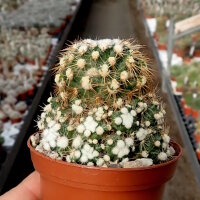 Mammillaria gracilis cv. monstruosa