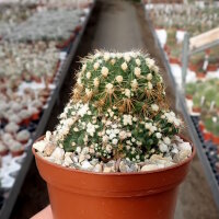 Mammillaria gracilis cv. monstruosa