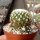 Mammillaria gracilis cv. monstruosa