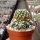 Mammillaria gracilis cv. monstruosa