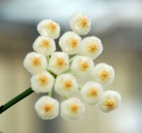 Hoya aff. diptera
